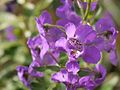 Angelonia angustifolia