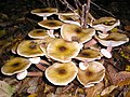 ナラタケ Armillaria mellea　は優秀な食用菌としての面と森林病原菌としての面を持つ