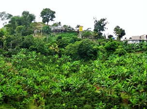 Homes in Espino barrio, Lares; view from PR-435 near PR-124 junction.