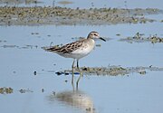 A sharp-tailed sandpiper (a wading bird) standing in water-covered mudflats.