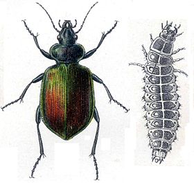 Calosoma sycophanta