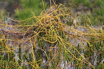 Clump of C. filiformis on Florida Rosemary, southwest Florida.