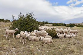 Image illustrative de l’article Les Causses et les Cévennes