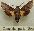 Cautethia spuria