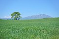 一本桜と岩手山