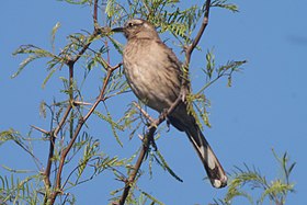 Mimus thenca