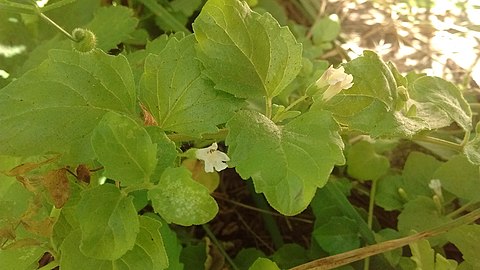 Leaves and flowers