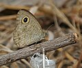 Underside, dry-season form