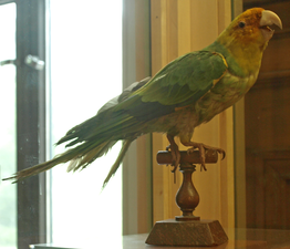 Redpath Museum Collection – Carolina parakeet