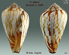 Description de l'image Conus allaryi 1.jpg.