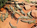 Crocodiles au soleil dans un des espaces du parc.