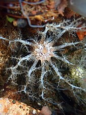 Tentacules d'une Cucumaria piperata