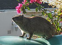 Dassie near Cape Town