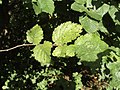 Juvenile leaves in hedgerow