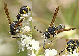 Оса Eumenes pomiformis