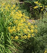 Ferula ovina