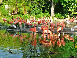 American flamingos (Phoenicopterus ruber)