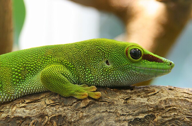 Gecko de Madagascar