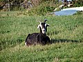 A goat at one of Offley's farms