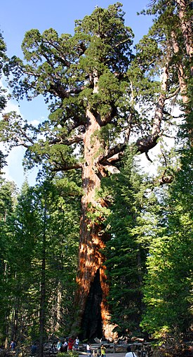 ”Grizzly Giant” Yosemiten kansallispuistossa.