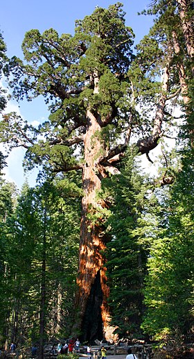 O espécime conhecido por "Grizzly Giant" (Mariposa Grove, Yosemite National Park).