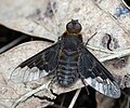 Hemipenthes morio