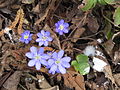 Anemone hepatica