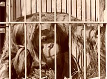 Sepia-tone screenshot of sub-adult male orangutan peering through the bars of a cage