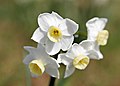 White Jonquil