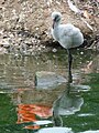 Un pulcino di Phoenicopterus ruber