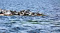 Kegelrobben auf einer Klippe zwischen Frederiksø und Græsholm