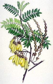 Kōwhai, Sophora tetraptera, obtenida en la bahía de la Pobreza, Nueva Zelanda, octubre 1769. Grabado a color de Gerald Sibelius a partir de dibujos y notas de Sydney Parkinson. Museo de Historia Natural, Londres.