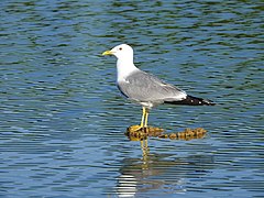 Larus canus heinei