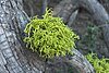 wolf lichen (Letharia vulpina)