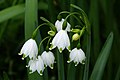 Summer snowflake (Leucojum aestivum)