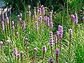 Liatris spicata