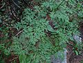 oshá leaves (accept no other common name), Winsor Trail, ditto