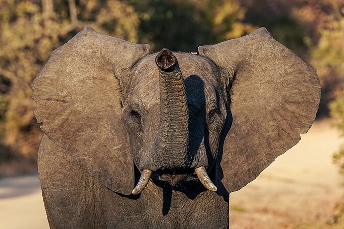 圖為正在過馬路的幼年雄性非洲草原象（Loxodonta africana），攝於贊比亞的卡富埃國家公園。高舉的長鼻用於評估園區的車輛。