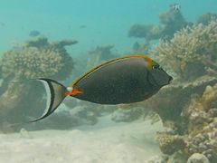 Un nason à éperons orange (Naso elegans)