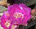 Opuntia basilaris "Beavertail Cactus"