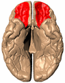 Basal surface of cerebrum. Orbital gyrus shown in red.