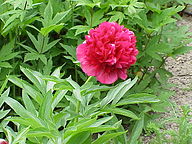 Bondpion (Paeonia × festiva)