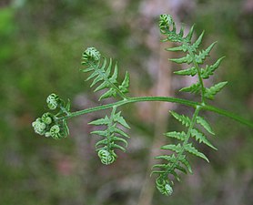 Pteridium aquilinum subsp. pinetorum