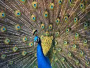 The Indian peafowl (Pavo cristatus) is the Indian national bird. It roosts in moist and dry-deciduous forests, cultivated areas, and village precincts.