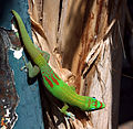 Image 23 Gold dust day gecko Photo: Thierry Caro The Gold dust day gecko (Phelsuma laticauda) is a diurnal species of day gecko native to Madagascar and the Comoros, although it has been introduced to Hawaii and other Pacific islands. It grows to about 15–22 cm (6–9 in) in length and is bright green or yellowish green with rufous bars on the snout and head, and red bars on the lower back. More selected pictures