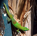 Phelsuma laticauda laticauda