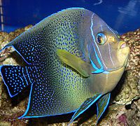 Pomacanthus semicirculatus, Pomacanthidae