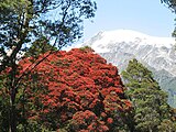 Southern Rātā by Graham Rabbitts