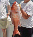 Fisherman with a northern red snapper catch