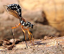 Rhyssa persuasoria (icneumónido) hembra depositando huevos